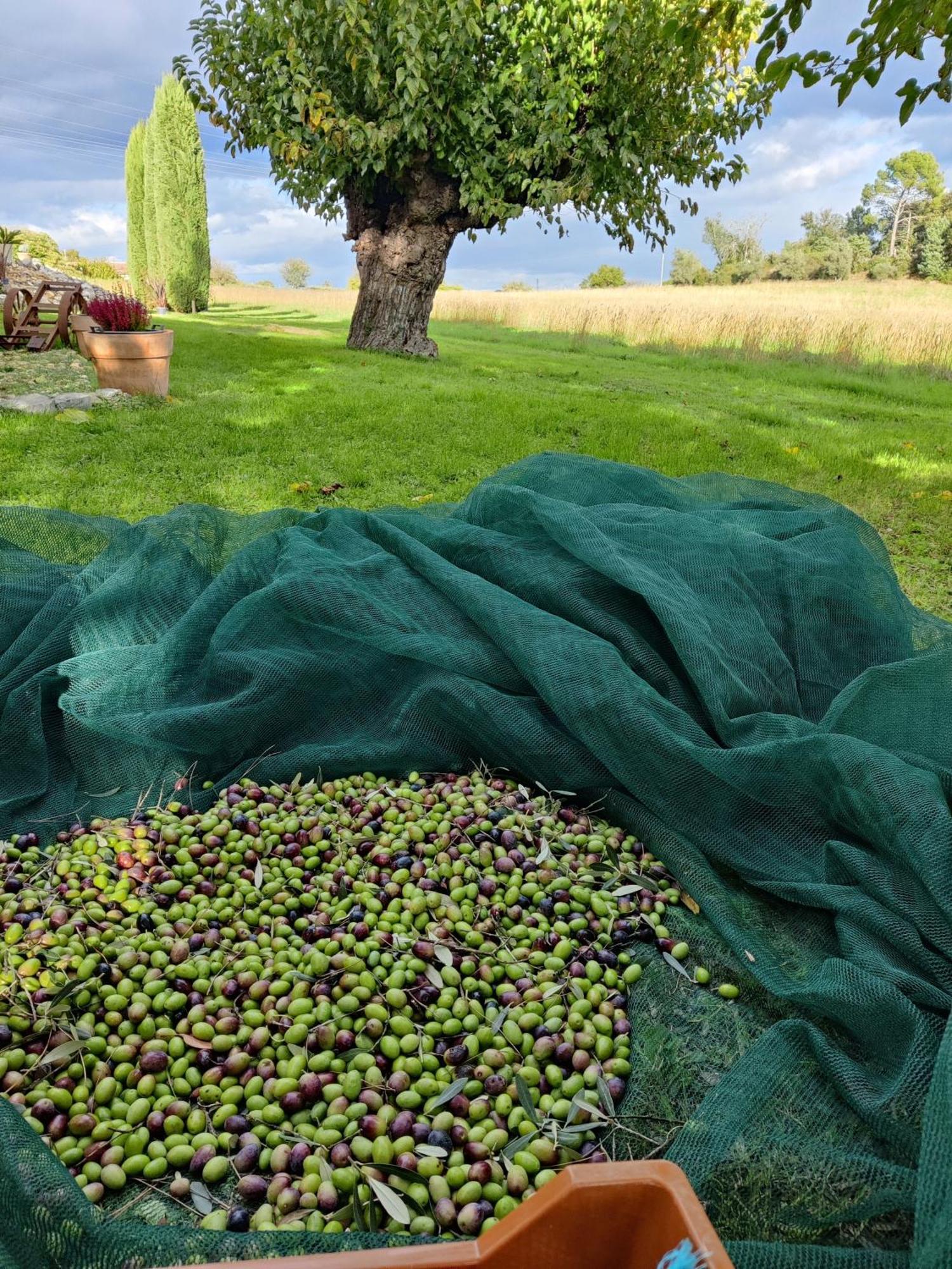 Gite Proche De La Bambouseraie Boisset-et-Gaujac Esterno foto